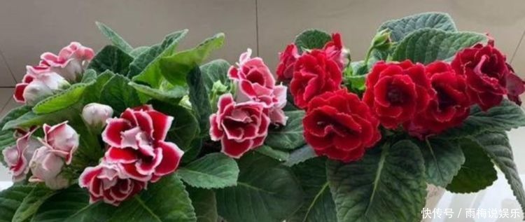  雍容华贵|5种花好养易活开花漂亮，丢盆里猛长，雍容华贵