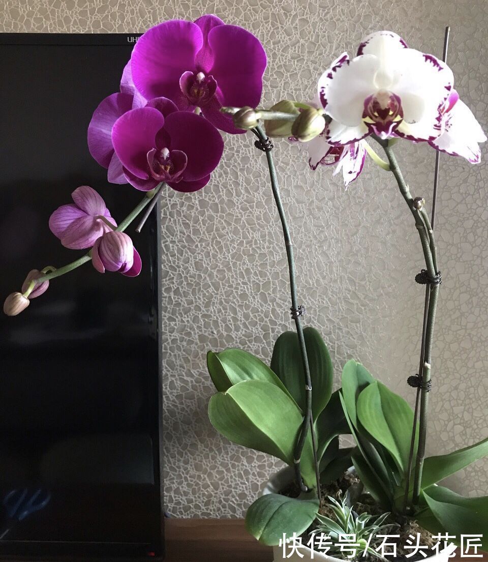 养花|气温高了，养花5种花别“乱浇水”，今天浇、明天可能就烂根