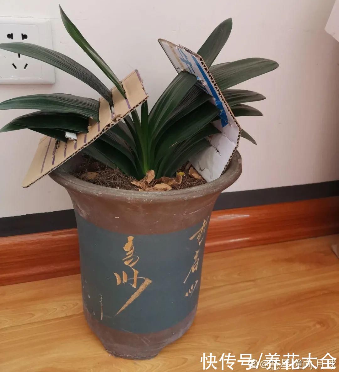 10种花要控水，天热反而不能浇，一浇水就死