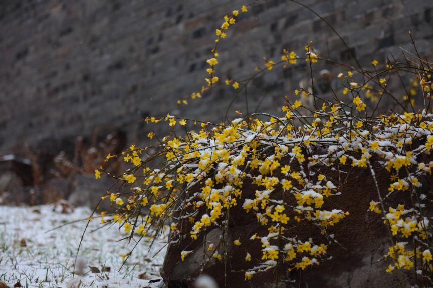 a8157|当春雪降临齐鲁酒地，世间就又浪漫了起来~