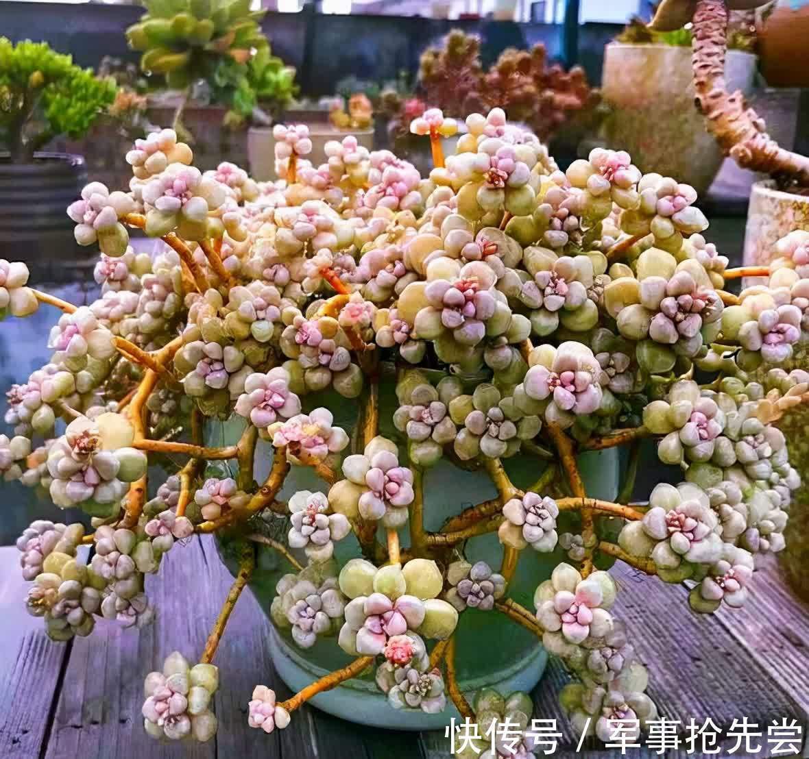 秋冬|他养多肉10多年,总结出9个易出“高价老桩”的品种,适合新手