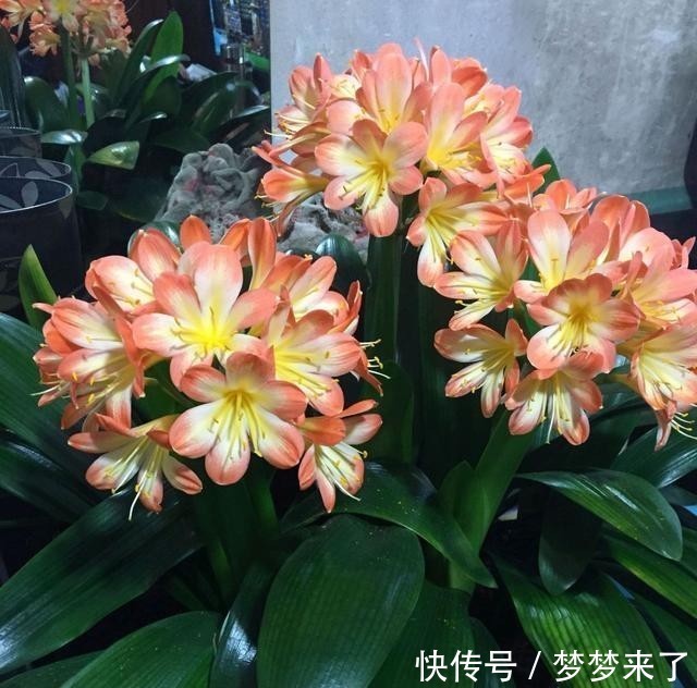  花箭|君子兰一个花箭“孤零零”？搞个小破坏，挤出壮观的“大群兰”