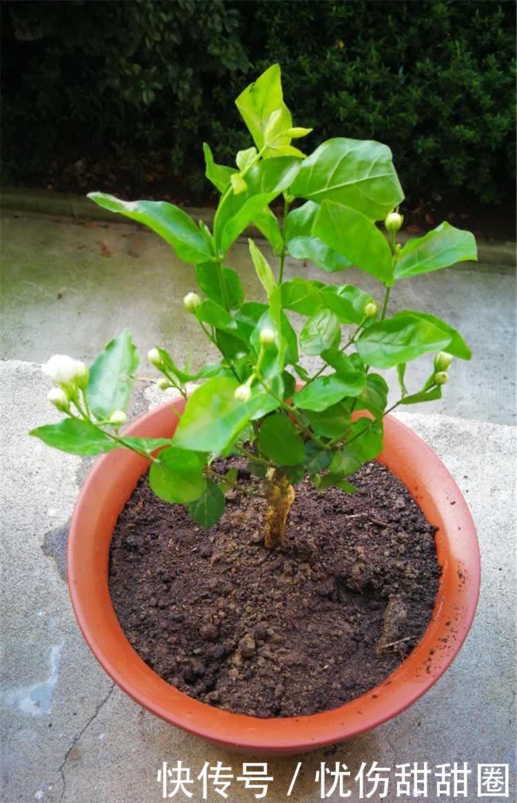 修剪|养茉莉花有“3点”很重要,株型更美,开花更多,又香又好看