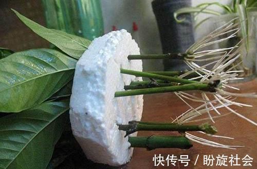 泡沫板你扔了拿来养花，有大用处，3-5天花卉就生根