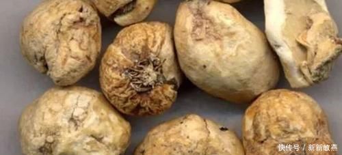 农村|农村一种野草,专家说可清热润肺,以前不被重视现在一斤80元