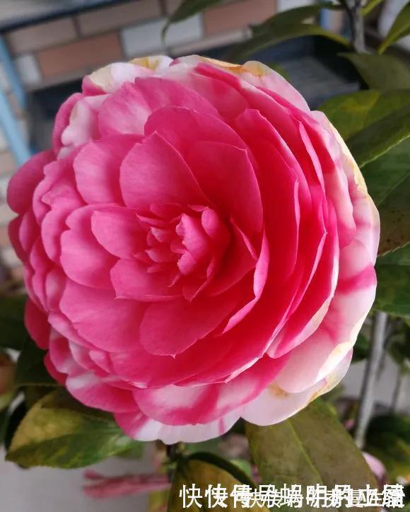 花中娇客|中国传统名花“花中娇客”,30种茶花一开,美了十里八乡