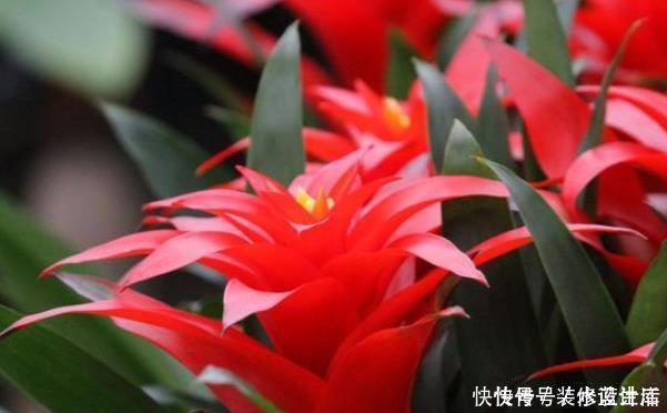 桂花|有钱人家中养花特讲究，就只养此4种花，难怪好运直上不停