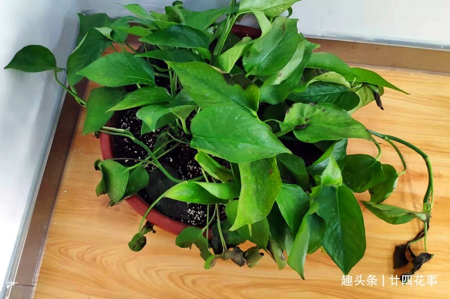 浇水|9种花，12月要“控水、断肥”，不注意烂根黄叶，活不到开春