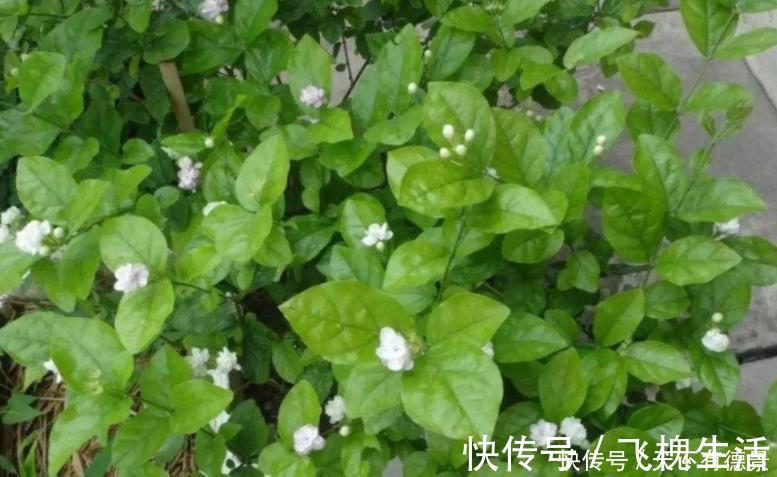 肥料|室内养花“3种水”可以喷,让植物叶子油绿不发黄,其他的不要用