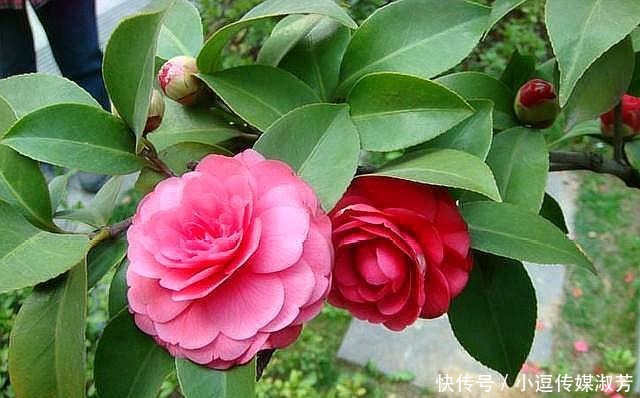 茶花|茶花换盆有“方法”,做好“几点”,叶子不脱落,7天就开始长根