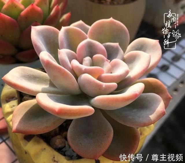 百科|养多肉三年多,初见惊鸿!累并快乐着!养多肉三年多,初见惊鸿!累并快乐着!