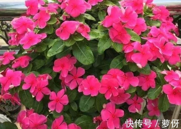 四季海棠四季海棠|4种花深受花友的喜欢，开花爆盆很简单，长势猛，一个月就爆盆！