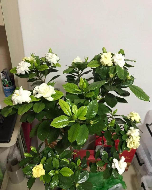 生根|扦插老失败?2个万能扦插法,插一根活一盆,简直太简单