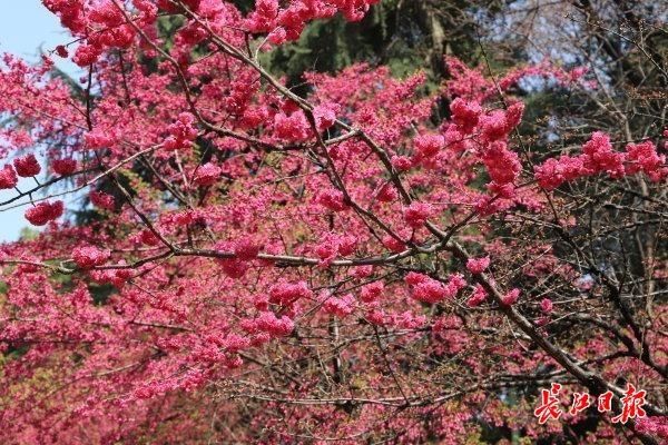 万紫千红珞珈山｜图集