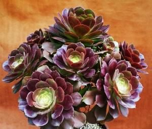 养多肉法师，做好这些事，不黑腐化水，长成老桩霸气十足