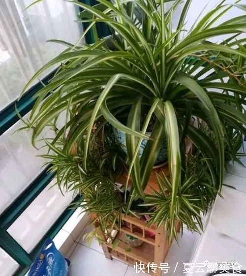 养花万能水,每月用2次,补水补养分,还不用施肥!