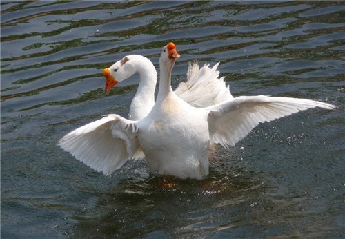 老农模仿《咏鹅》写《咏鸡》,获万元大奖,网友效仿却出尽洋相