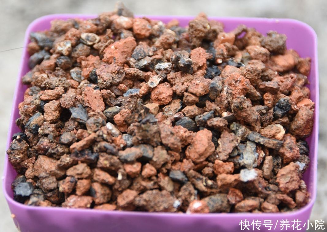花盆里放3种“小东西”,盆土通透性好,避免出现烂根