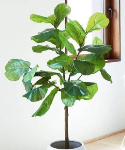 大气|4种“大气花”,富贵又漂亮,能吸灰尘净化空气,比绿萝强