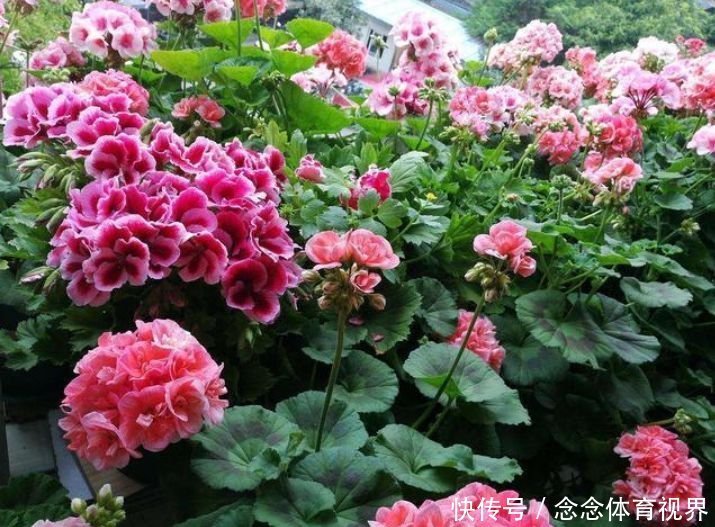 风信子|4种花好养易活,旺财又养人,好养漂亮,一开就是300多天