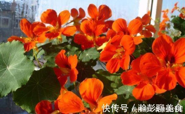 旱莲花|它是冬天里的“主角”，只需一粒种子，几个月就能花开上百朵！