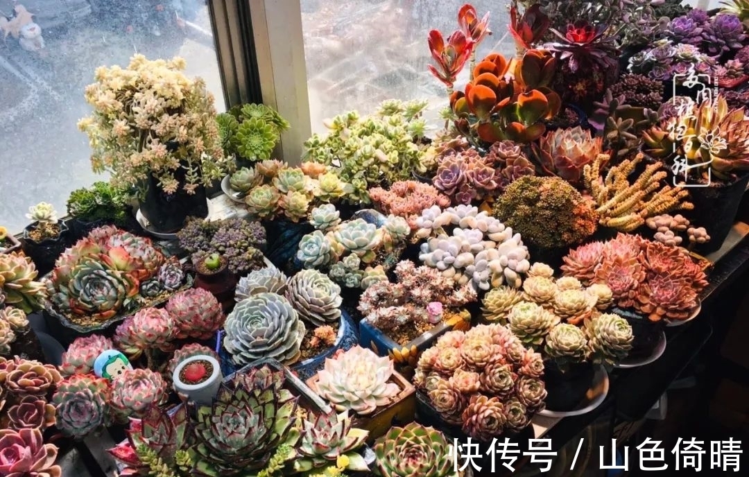 我与多肉植物百科的398天离别又重逢!