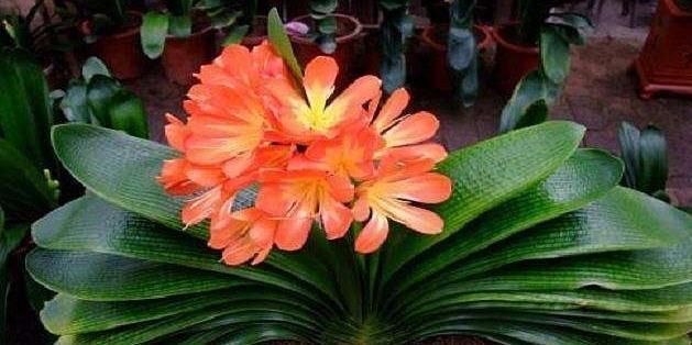 家庭盆栽君子兰,掌握“浇水”小窍门,不干根不烂根,越长越旺