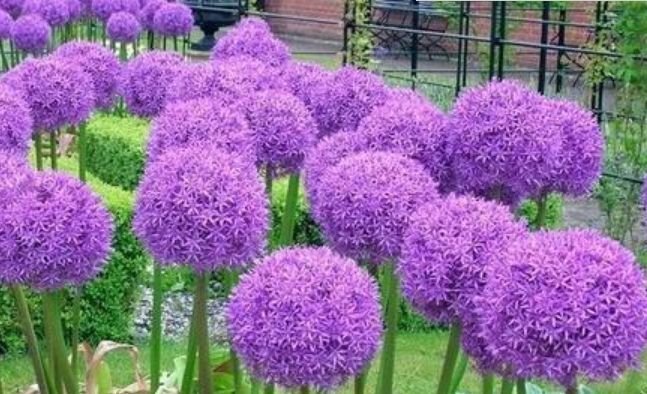 4种花漂亮又好养,比牡丹好看,养上一盆四季欣赏,好养活还不贵