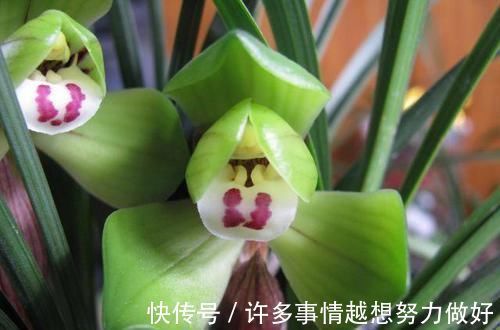 叶片|要想兰花养得好,这5步少不了,根正苗红就是这么养出来的