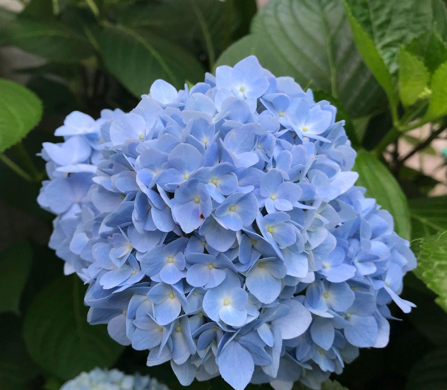 君子兰|夏季养花,要放在阳台内侧,或有遮阳棚的地方,有散射光照的地方