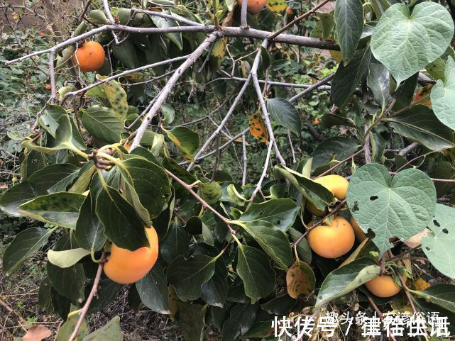 五树&俗话说“院中栽五树,子孙一直富”,啥意思指的是哪五种树