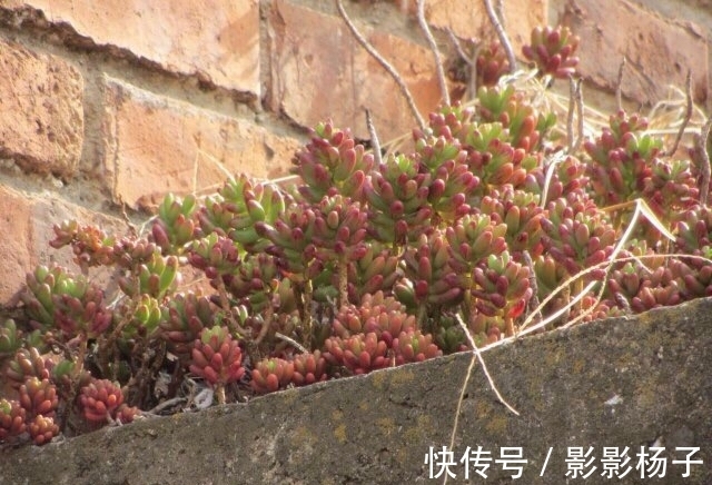 肉友把不要的多肉扔到屋顶,最后被惊艳到了,颗颗饱满圆润