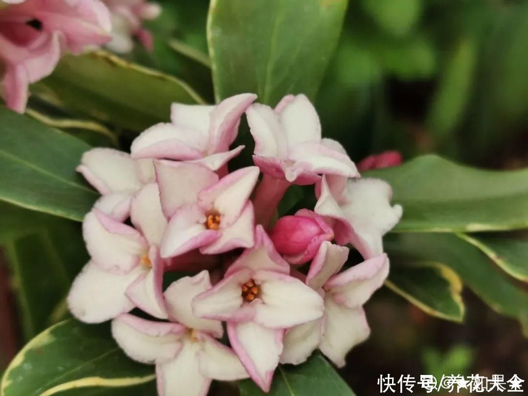 蟹爪兰|立秋后，7种花要“苏醒”，可以放手养了