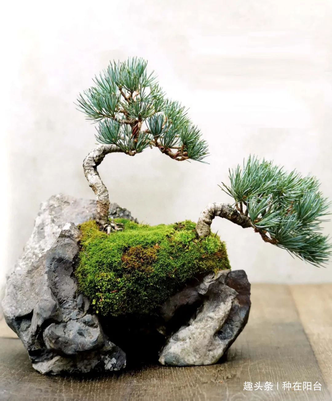 “岩石与树枝”一步步完美契合,叹服附石盆景的魅力无人能挡!