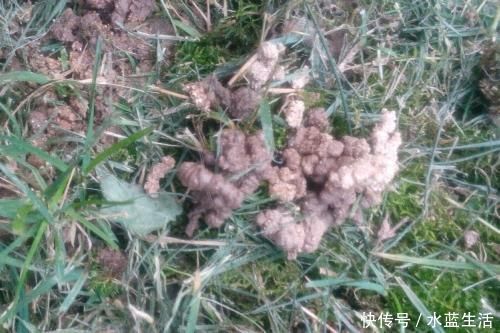 养花|老花农养花,浇水加点它,土壤疏松又肥沃,养啥都疯长