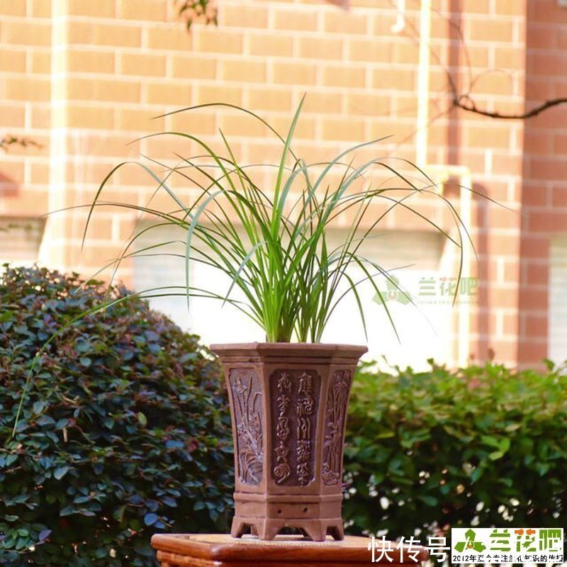 把兰花养好,能提升兴趣和动力,变成以兰养人