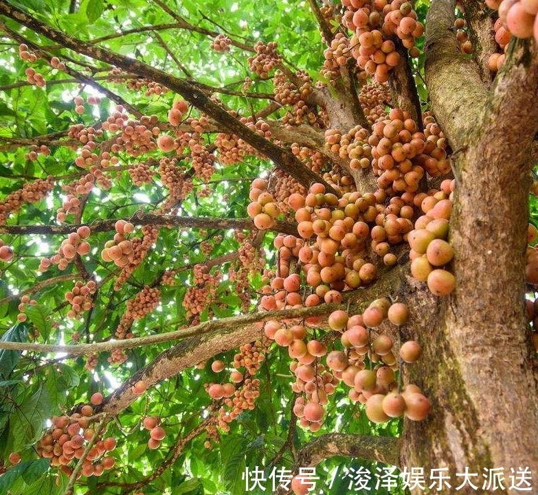 喜阴的植物室外果树木 喜阴的植物室外果树木