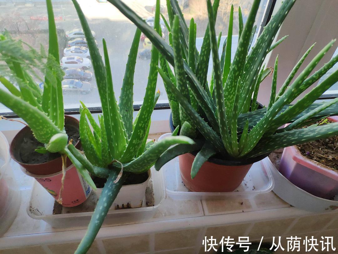 二氧化氮|6种花，能养人，高档大气有品味，越养越有“好身体”