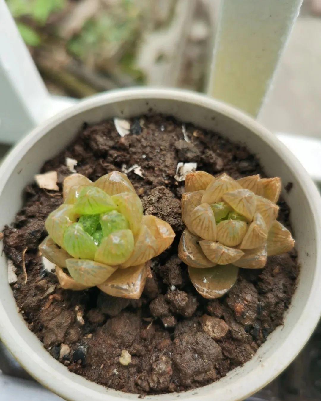 干枯|10种花特怕晒，越晒越黄叶，搬阴凉地儿才能活！