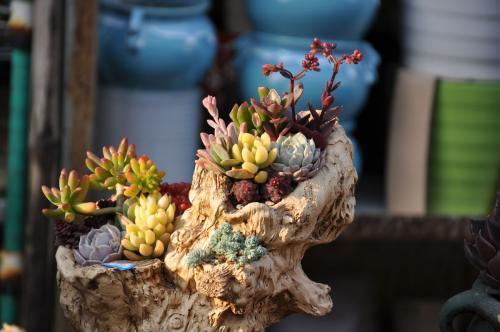 要注意多肉的6个求救信号, 看到了要行动 ,要不凉凉