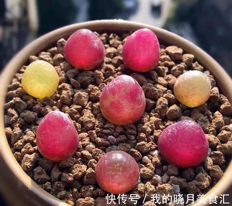 越养越丑的“三多肉”，已经拉入新手黑名单，别再把它们当作宝