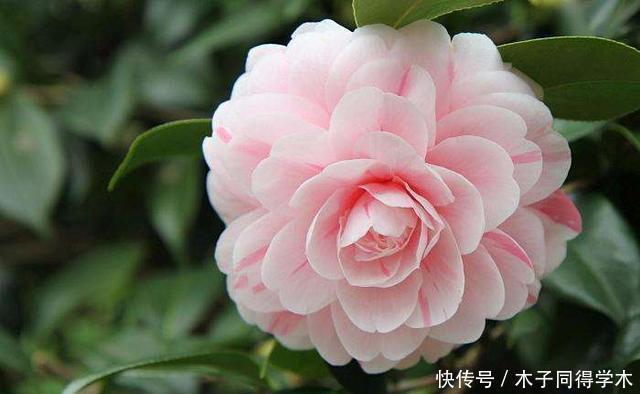 茶花开放的季节，几招茶花开得更硕大，更娇媚！来看看吧！