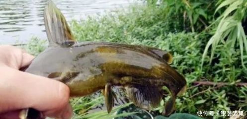 百灵|一种钓法“对付”黄颡鱼，百试百灵，越钓越不想收竿