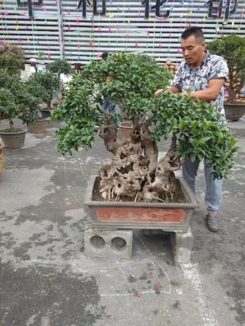 家里有棵桂花，金桂，大约40年，现在估价多少？