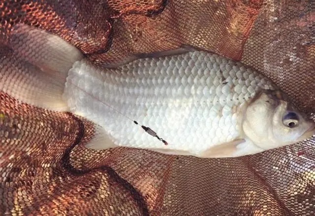 冬季最管用的开饵水,新钓友学会这几种,鱼获直接翻倍