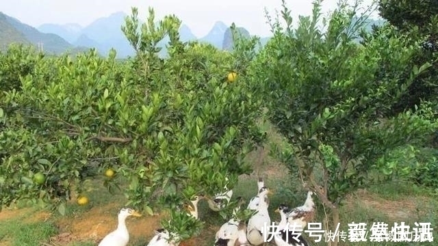 房屋登记办法|农村房屋产权证如何办理,农村房屋可以出售吗来看看吧