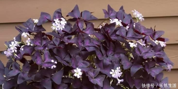 最适合养在室内的7种花,有点散射光就能蹭蹭地长