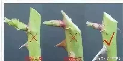 养花修剪“学问大”,老花匠教你怎么修剪,才能突突冒花!