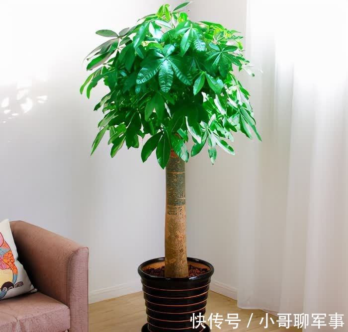 九大“健康花”,建议大家养一盆,干净漂亮又吉祥