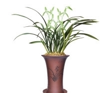 老花匠都爱养的2款“名贵”兰花,香味扑鼻,价格亲民,值得拥有